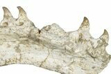 Mosasaur (Halisaurus) Jaw Section with Four Teeth - Morocco #259670-2